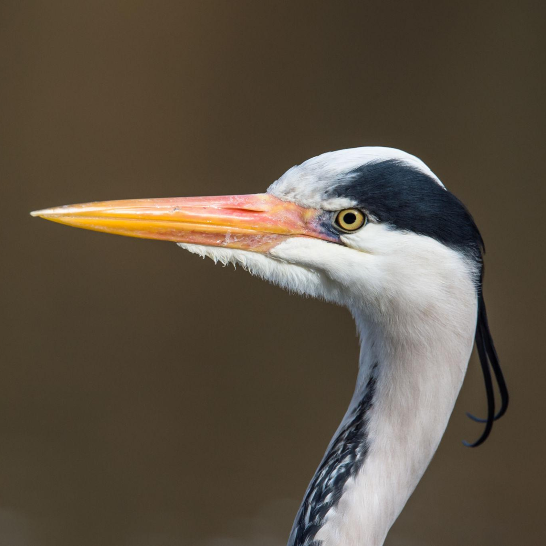 The Blue Heron: Nature’s Most Patient Hunter