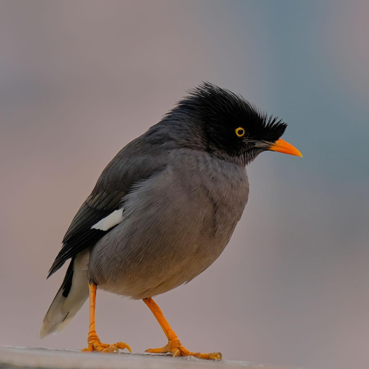 The Jungle Myna: The Chatty Jungle Mimic