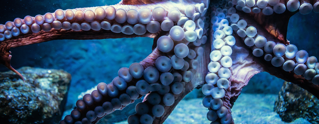 The Enigmatic Octopus: Nature’s Mastermind Beneath the Waves