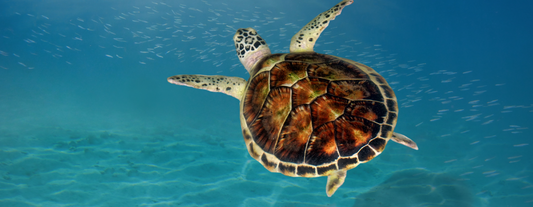 Sea Turtles: The Voyagers across the oceans with Inbuilt GPS systems