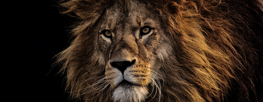 The Regal Lion: The Majestic Top Cats keeping the Ecosystem Balanced