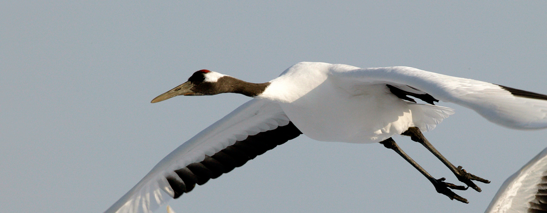 "Japanese Cranes: A Symbol of Beauty, Hope, and Cultural Significance in Art and Tradition"